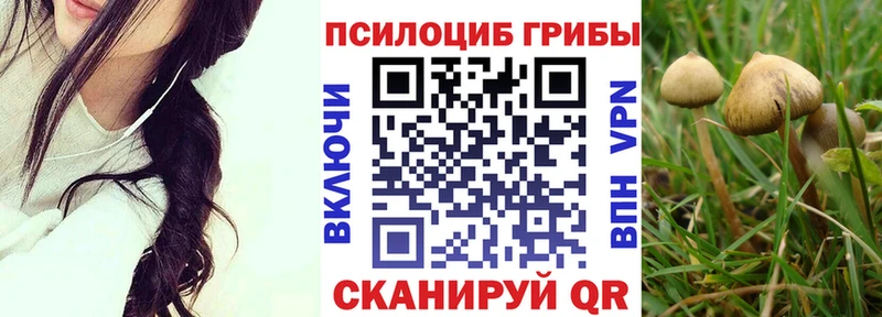 закладка Пошехонье Псилоцибиновые грибы MAGIC MUSHROOMS